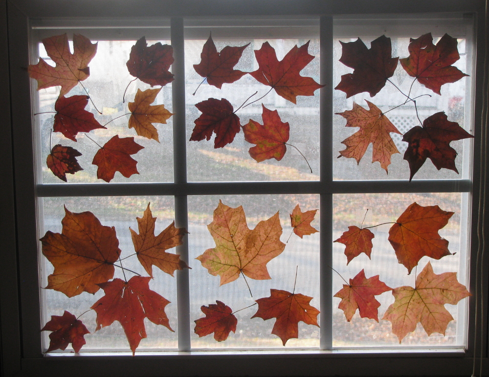 leaves-in-window